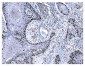 Anti-Ki67 Antibody Picoband™ (monoclonal, 5C7)